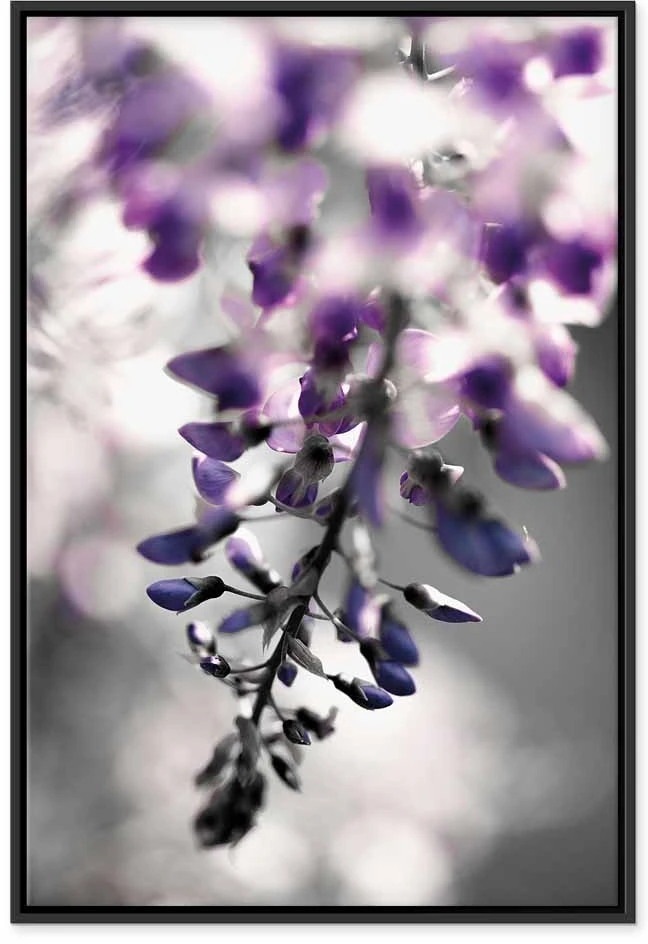Paveikslas Violetinis skambutis