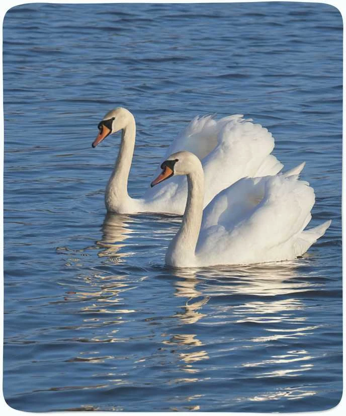 Pledas Baltosios gulbės
