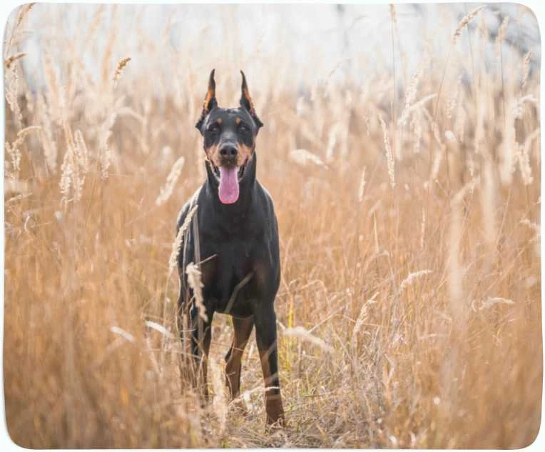 Pledas Dobermano pinčeris auksinėje žolėje