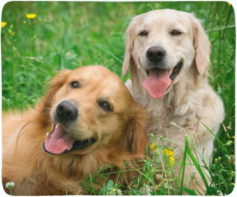 Pledas Labradorų retriveriai pievoje