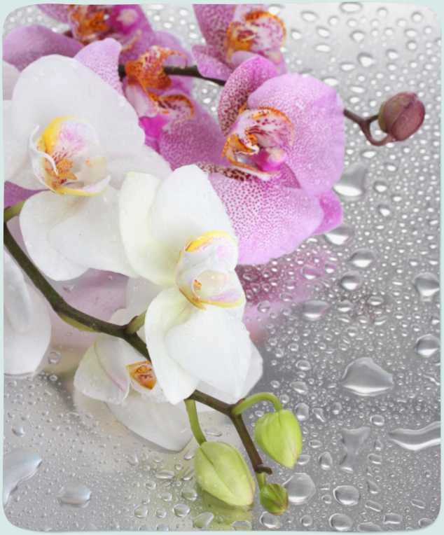 Pledas Orchidėjos ir lietus