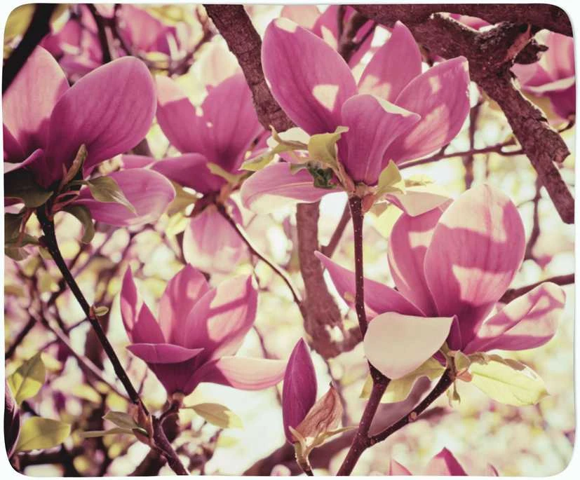 Pledas Rožinės magnolijos