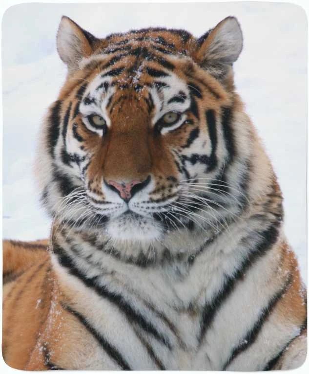 Pledas Svajingumas