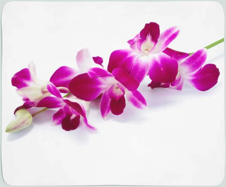 Pledas Violetinė - tamsiai raudona orchidėja