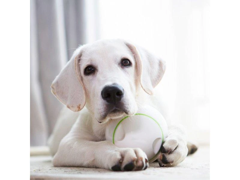 Doggy Village Prize ORB Judantis, interaktyvus kamuolys su Skanėstais vidutiniams ir dideliems šunims