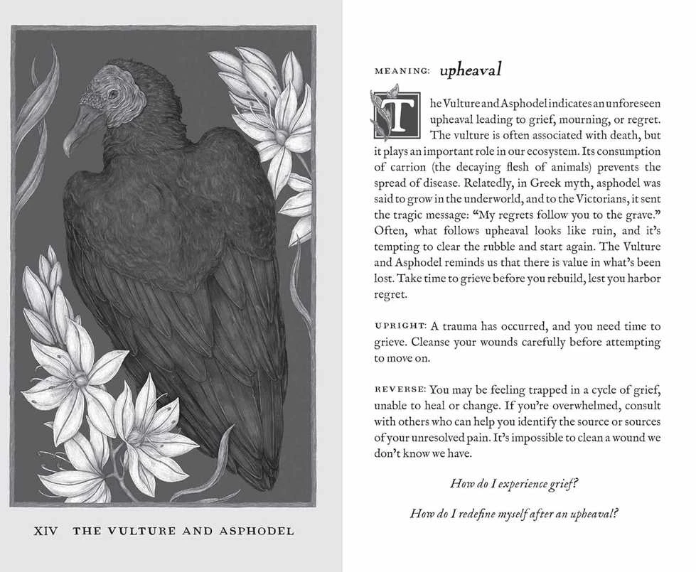 KNYGA Andrews Mcmeel Publishing Mcmeel Publishing Woodland Wardens Oracle Kortos Andrews