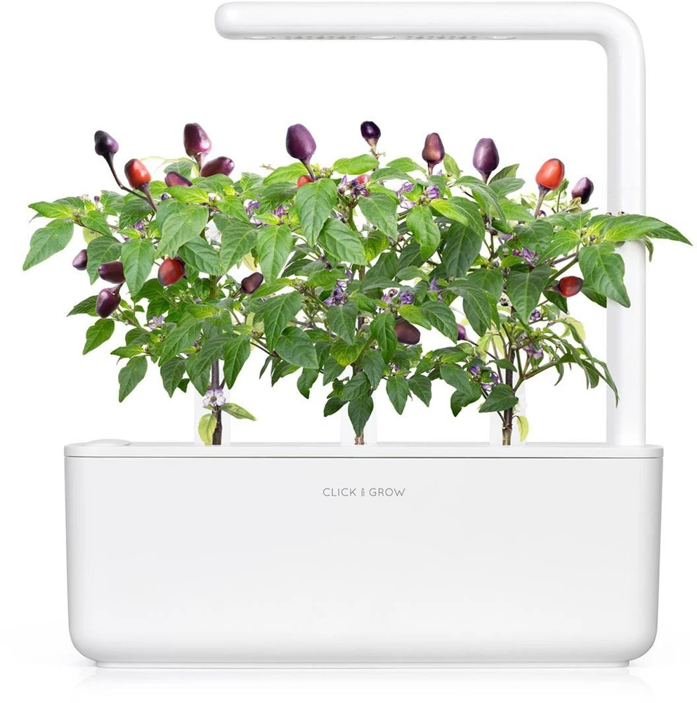 Augalų Kapsulė - Click & Grow Violetinė Chili Pepper 3 Vnt.