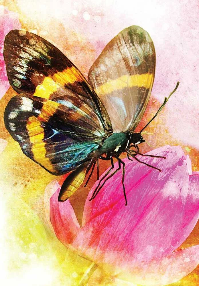 Blue Angel Mėlyna Angel Mėlyna Angel Butterfly Transformations Kortos