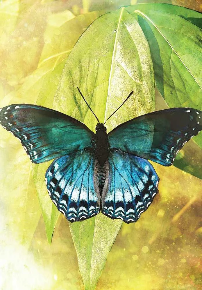 Blue Angel Mėlyna Angel Mėlyna Angel Butterfly Transformations Kortos