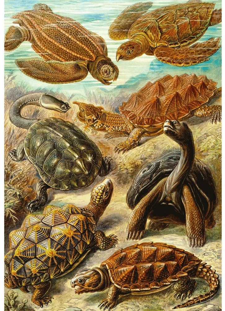 Dėlionė Cenega Puzzle Good Loot Imagination - Ernst Haeckel: Sea Turtles 1000 pc(s)