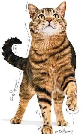 Royal Canin FCN Cat Appetite Control Gravy 12x85 g