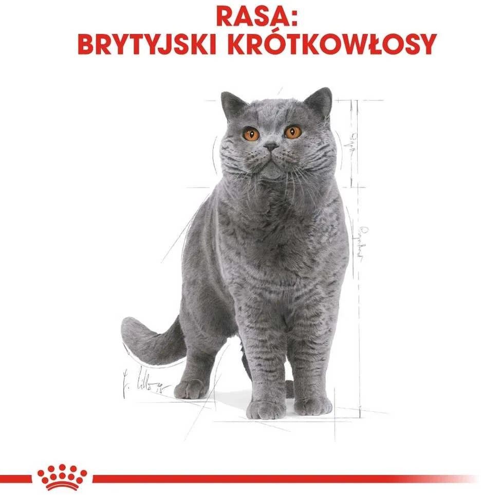 FBN Cat British Short Gravy 12x85 g