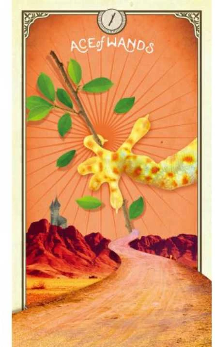 Taro Kortos Hay House The Tarot Of Curious Creatures