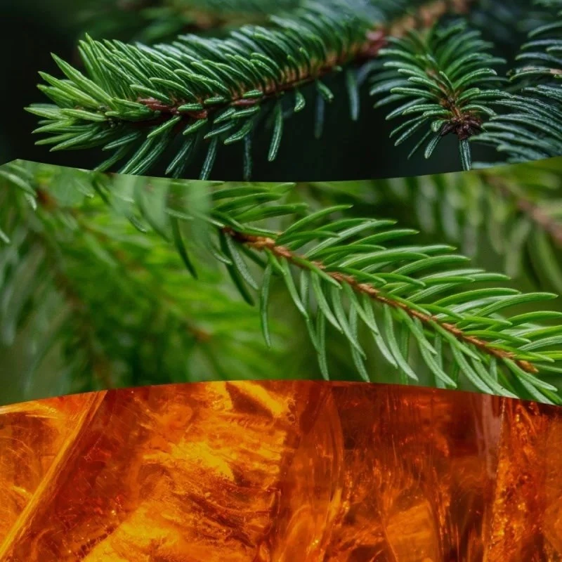 WoodWick Aromatinė žvakė (Frasier Fir), 453,6 g