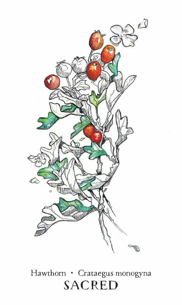 Llewellyn Hedgewitch Botanical Oracle Kortos