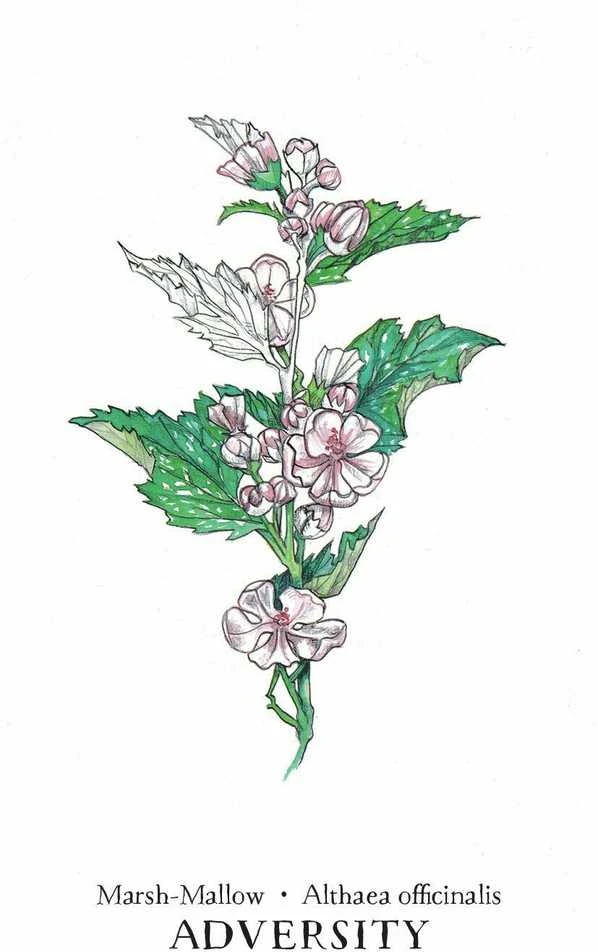 Llewellyn Hedgewitch Botanical Oracle Kortos