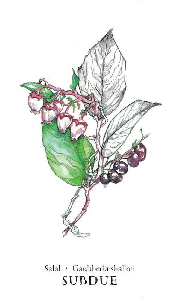 Llewellyn Hedgewitch Botanical Oracle Kortos