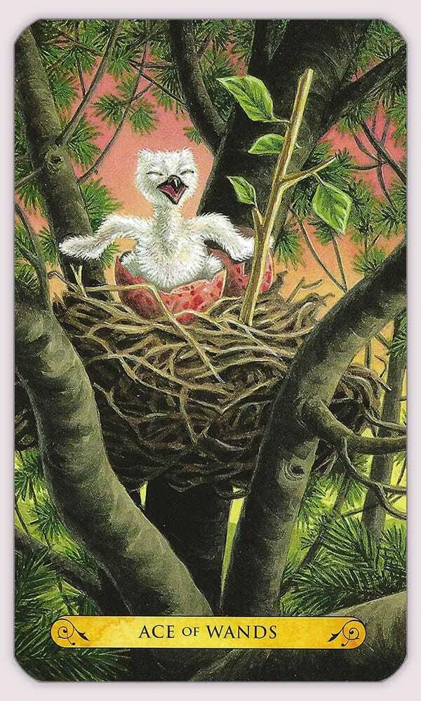 Llewellyn Tarot Of The Owls Kortos