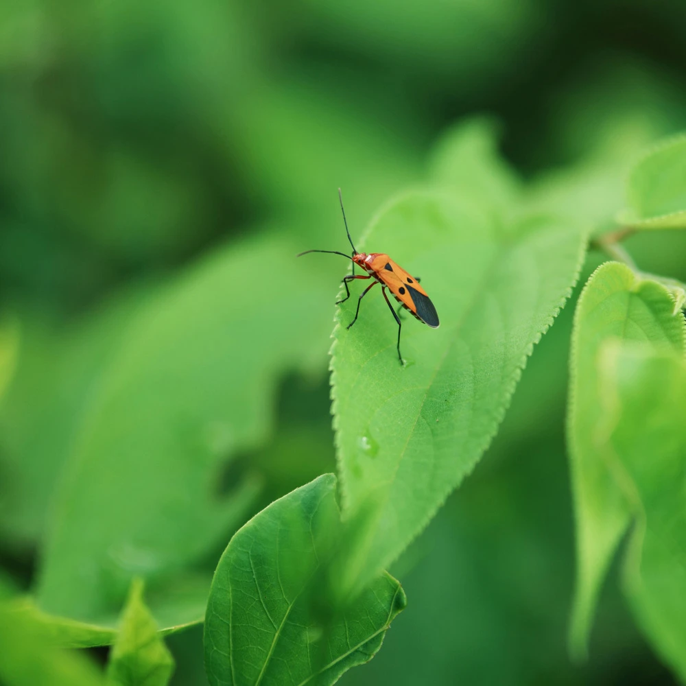 Objektyvas fotoaparatui - Viltrox AF 56 mm F/1.2 PRO Sony E APS-C objektyvas