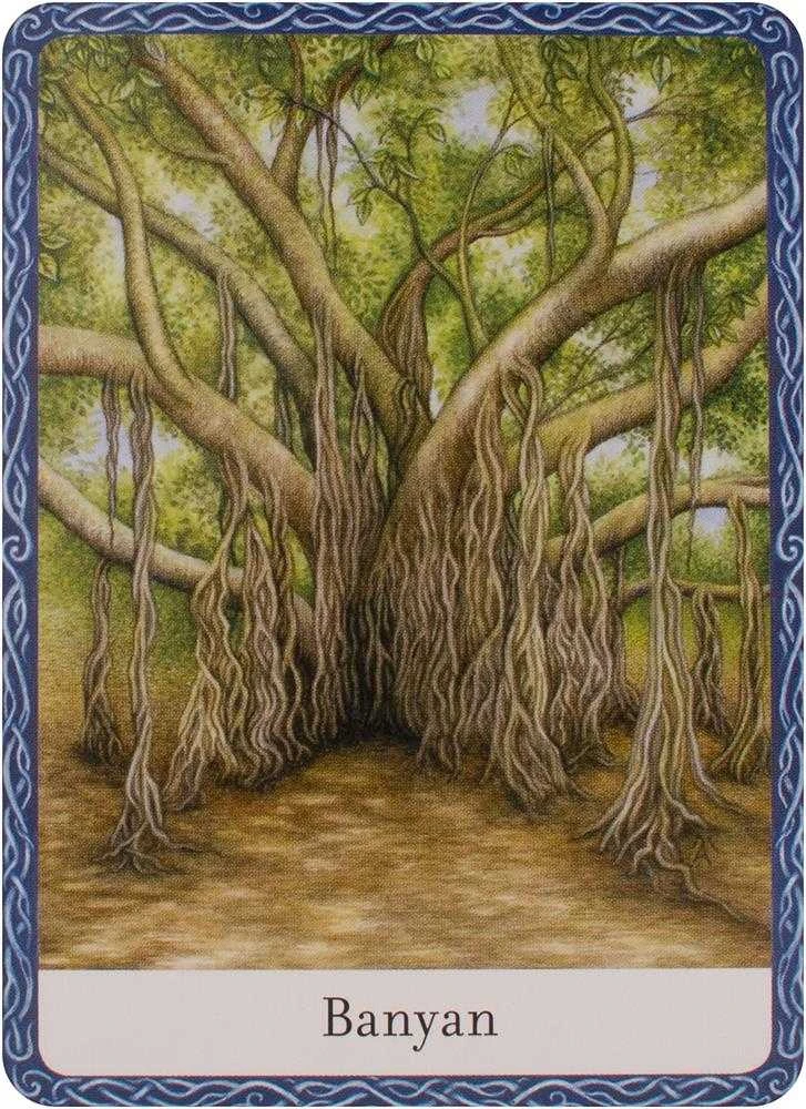 Orakulo Kortos The Wisdom Of Trees Watkins Publishing