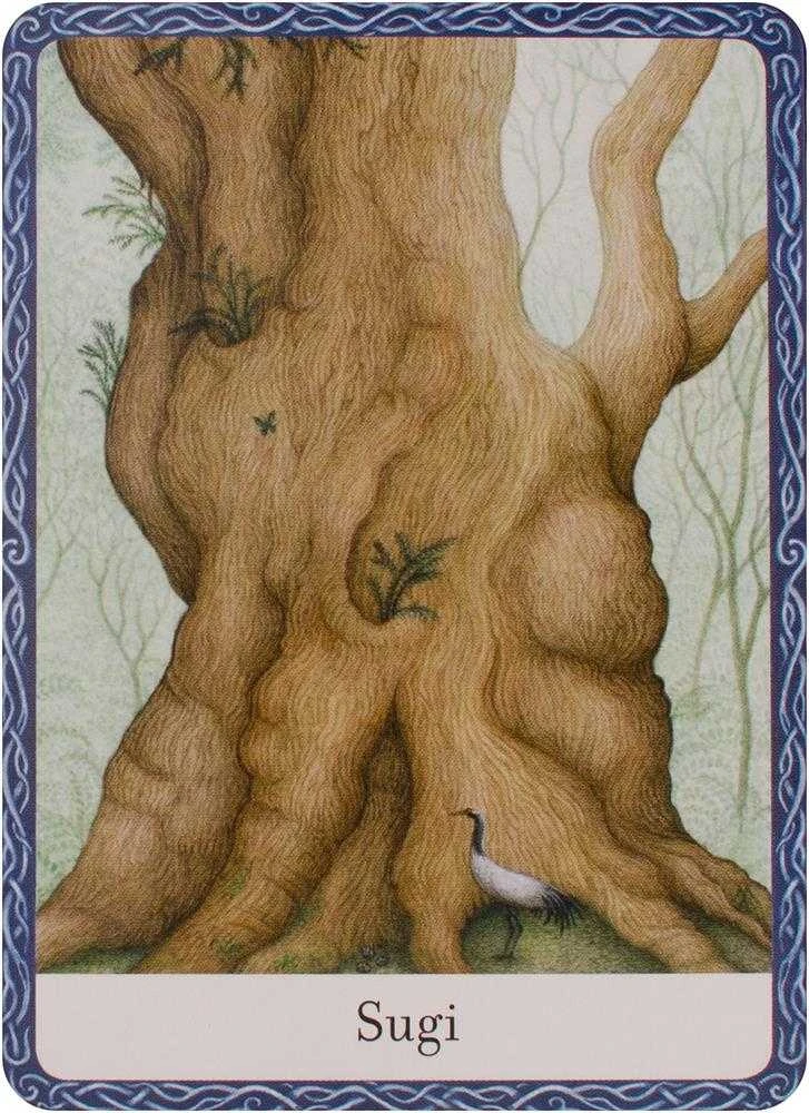 Orakulo Kortos The Wisdom Of Trees Watkins Publishing