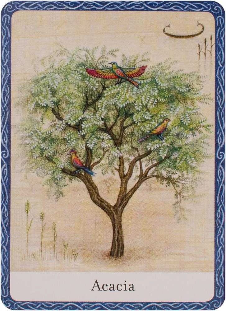 Orakulo Kortos The Wisdom Of Trees Watkins Publishing