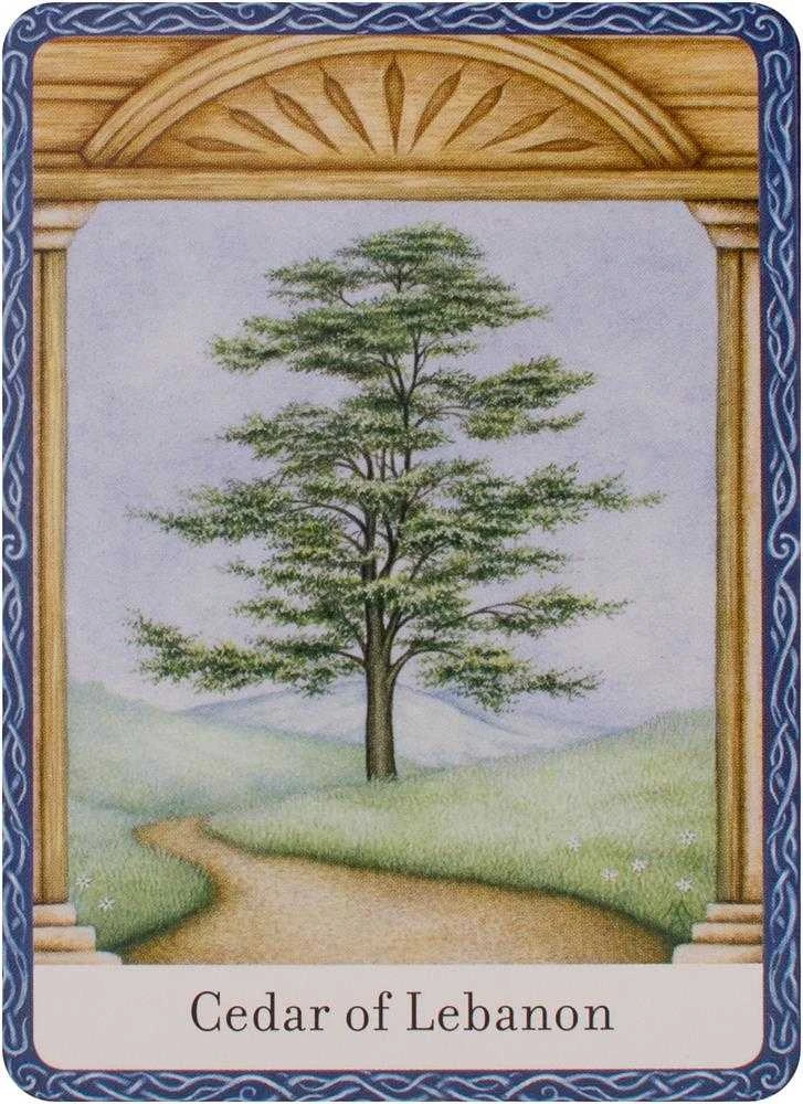 Orakulo Kortos The Wisdom Of Trees Watkins Publishing