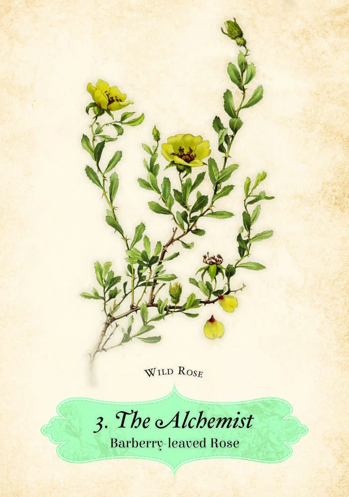 Rockpool Oracle Of The Roses kortos
