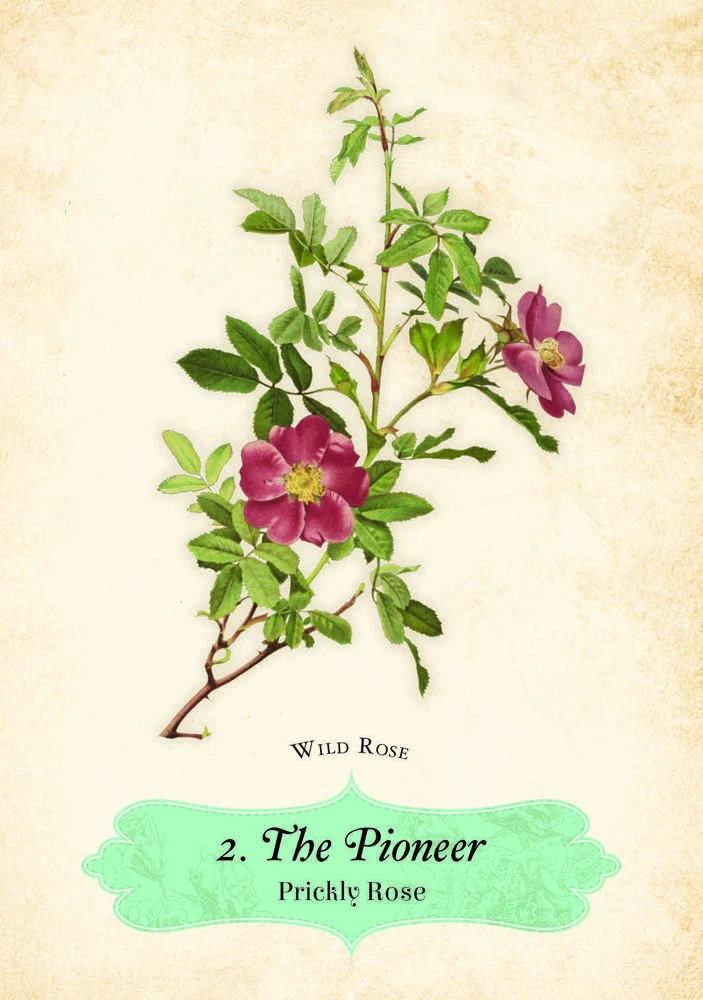 Rockpool Oracle Of The Roses kortos