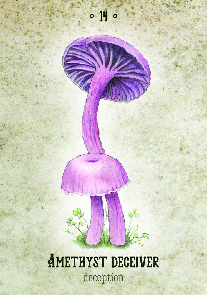 Rockpool Publishing Mushroom Spirit Oracle Kortos