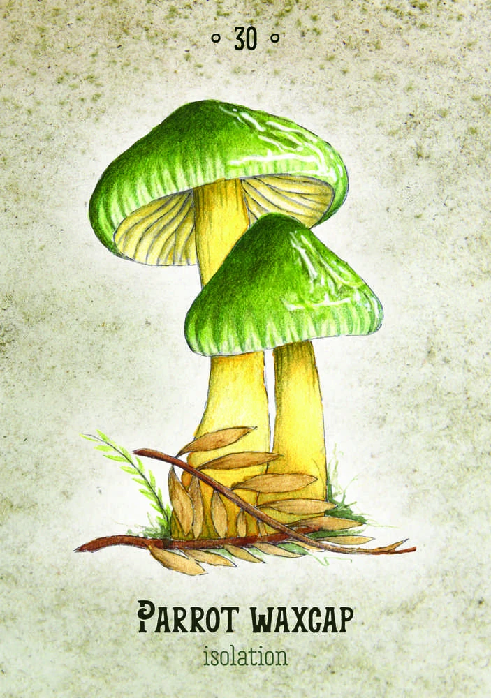 Rockpool Publishing Mushroom Spirit Oracle Kortos