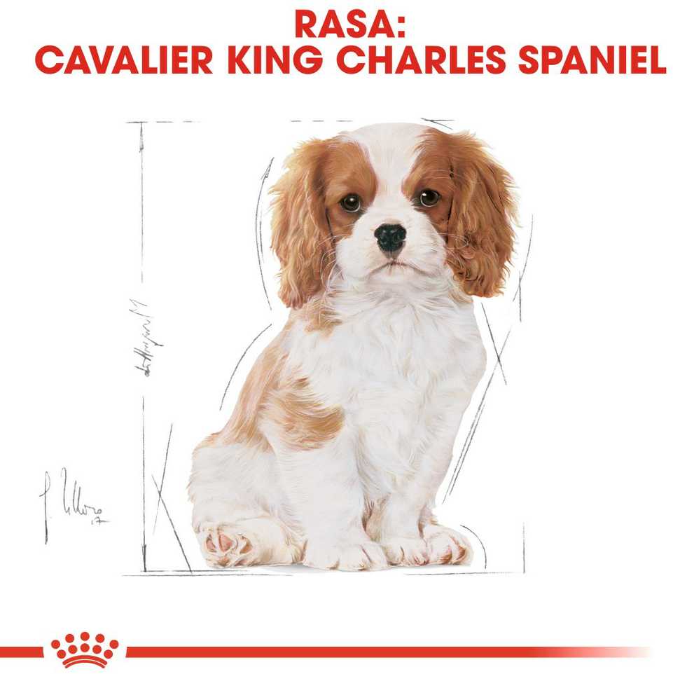 Šunų Maistas - Royal Canin