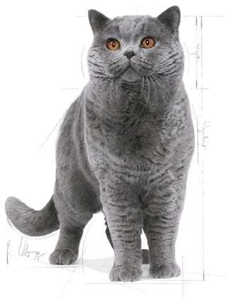 Royal Canin British Shorthair 10kg