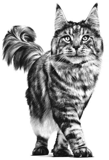 Royal Canin VD Cat Gastro Intestinal 400g