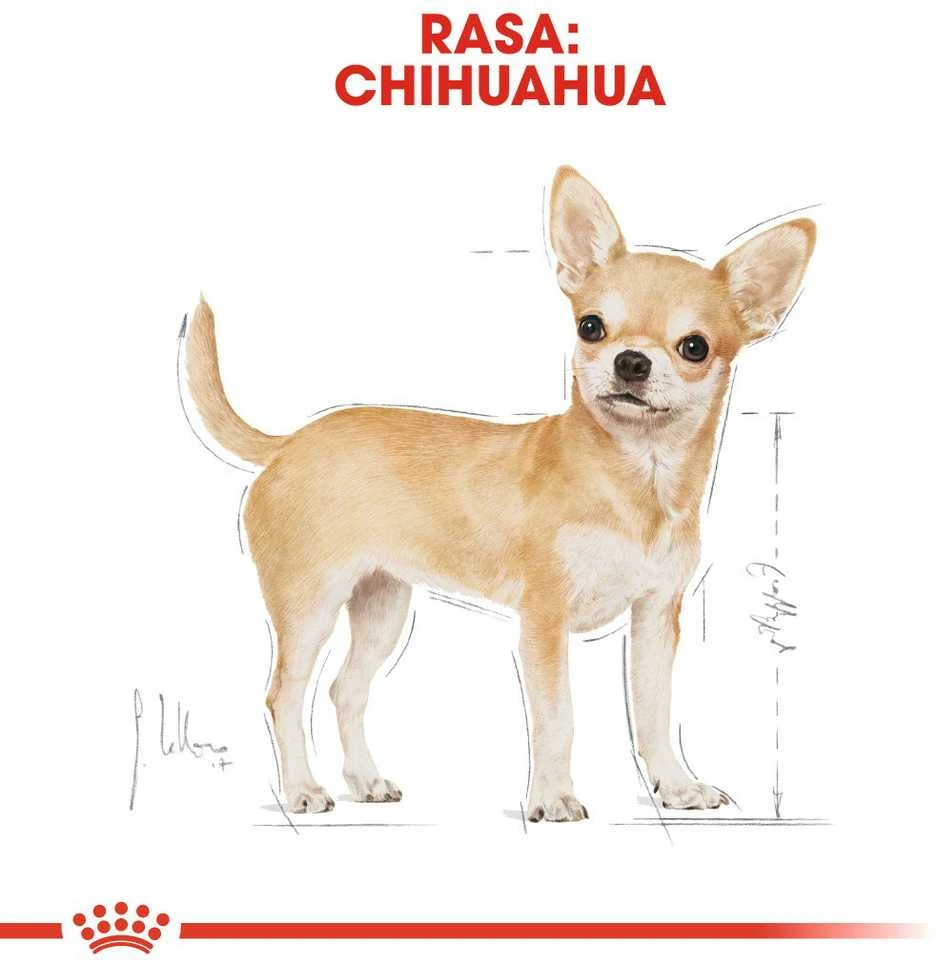 BHN Dog Chihuahua Adult 1,5kg