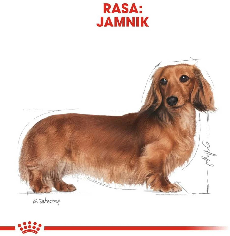 Royal Canin BHN Dog Dachshund Adult 1,5kg