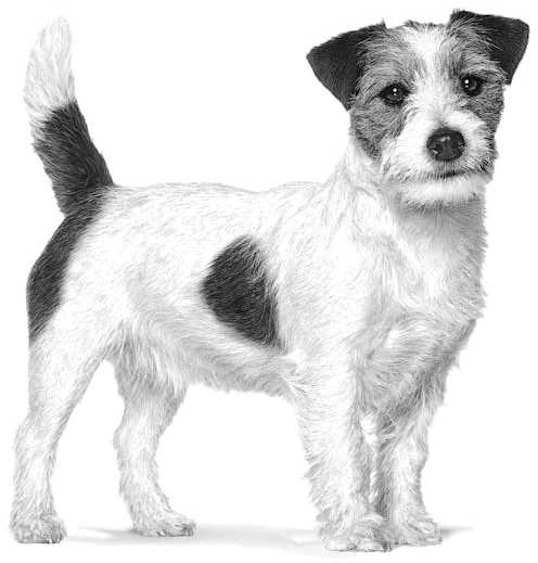 ROYAL CANIN virškinimo trakto mažai riebalų turintis mažas sausas maistas 1,5kg