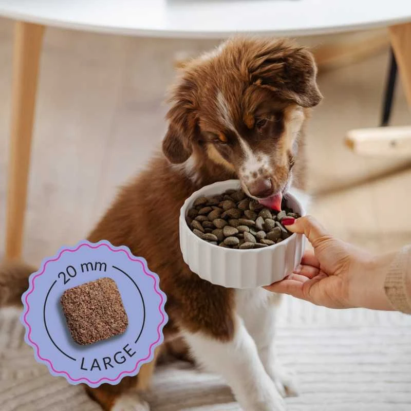 Šunų maistas - ADDVENA Junior Medium/Large jautiena 28.1% Protein Grain-Free 10kg