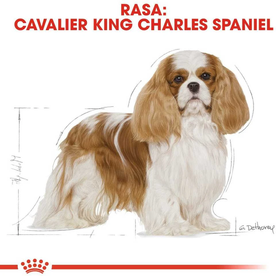 Šunų Maistas - Royal Canin Kavalierius K 1,5 Kg