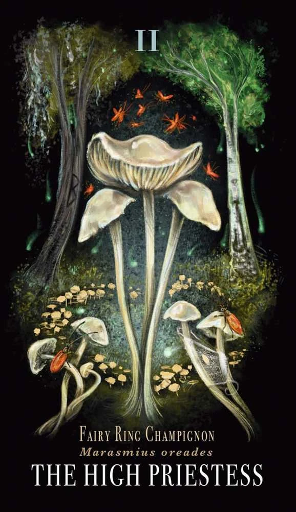 KNYGA Taro Kortos Midnight Magic Adams Media