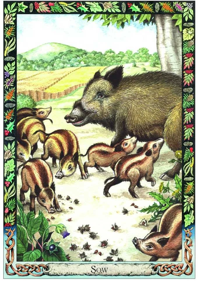 The Celtic Tree Oracle kortos Welbeck Publishing