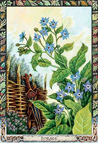 KNYGA Welbeck Publishing The Druid Plant Oracle Kortos