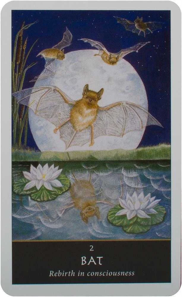 Sally Morningstar Welbeck Publishing The Witches Oracle Kortos