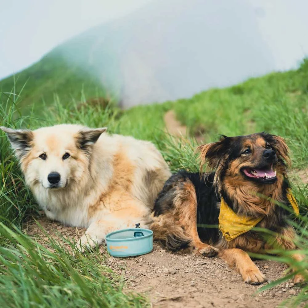 JAV HydraPak Rover Dog Bowl 500 ml sutro žalias šuns dubenėlis