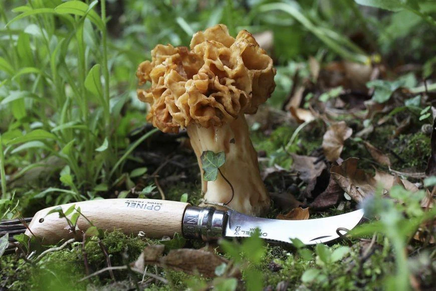 Opinel Nr. 8 peilis grybavimui