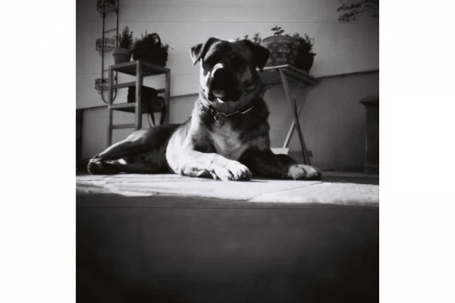 Lomographische Ag LOMOGRAPHY EARL Pilkas B&amp;W 100 ISO 3 PCS 120 FILM