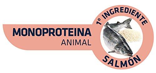 ADVANCE Sensitive su lašiša ir ryžiais 12kg