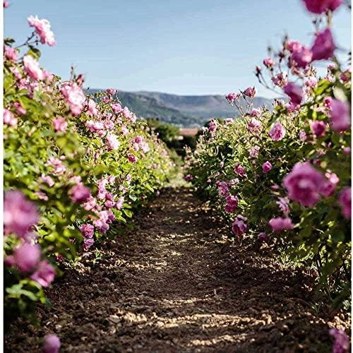 Christian Dior Dior Miss Dior Rose N' Roses EDT tualetinis vanduo moterims, 100 ml