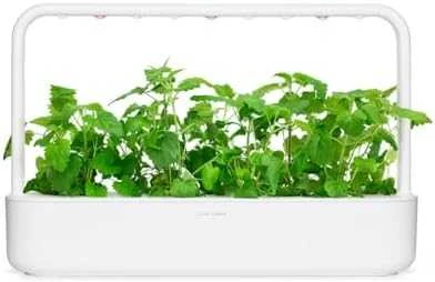 Click & Grow sėklos išmaniajam vazonui - katžolė, 3 vnt.