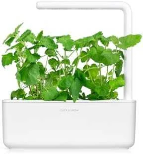Click & Grow sėklos išmaniajam vazonui - katžolė, 3 vnt.